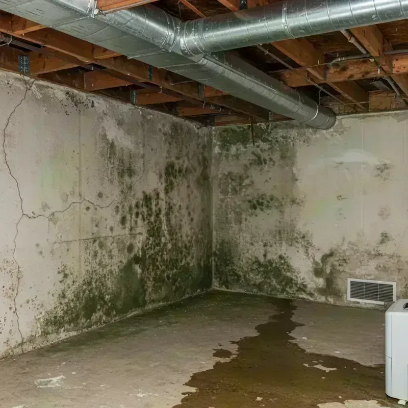 Professional Mold Removal in Avondale, IL